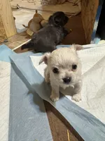 Teddybear , a male Chihuahua for sale in Maquoketa, IA – Photo 4 of 10