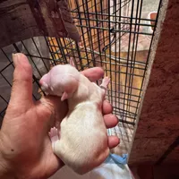 Nash , a male Chihuahua for sale in Maquoketa, IA – 5 of 7