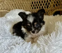 PomPoo, a male Pomapoo for sale in Thomasville, GA – 4 of 4