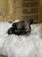 PomPoo , a male Pomapoo for sale in Thomasville, GA – 2 of 2
