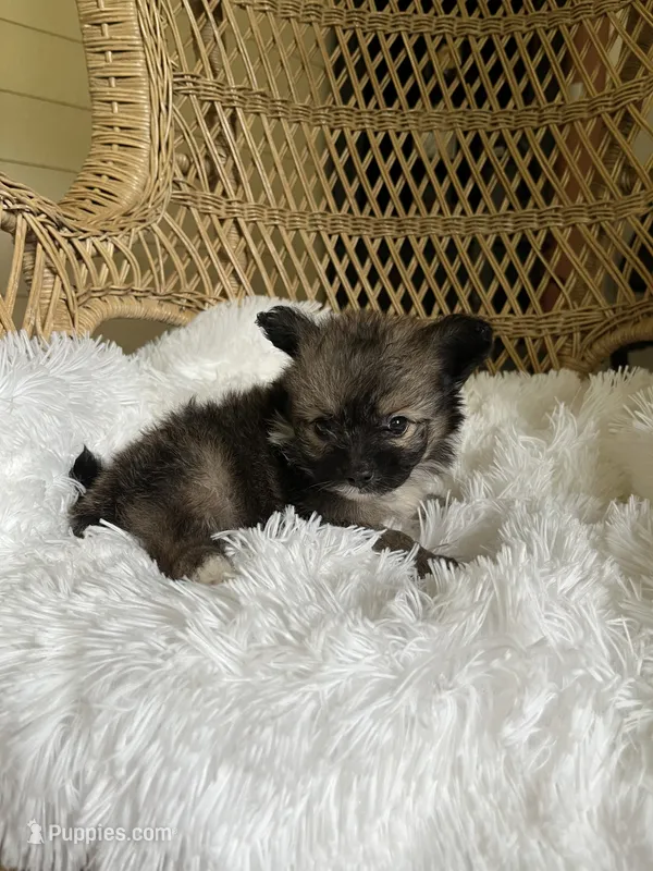 PomPoo  – Pomapoo puppy for sale in Thomasville, GA