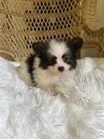 PomPoo, a female Pomapoo for sale in Thomasville, GA – 3 of 7