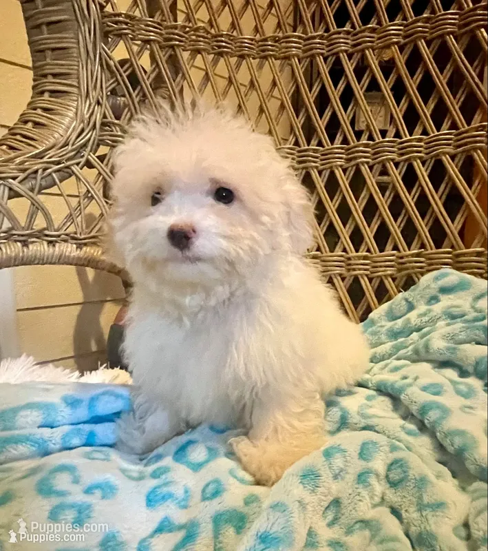 Maltipoo  – Maltipoo puppy for sale in Thomasville, GA