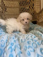 Maltipoo , a male Maltipoo for sale in Thomasville, GA – 8 of 9