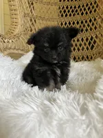 PomPoo, a female Pomapoo for sale in Thomasville, GA – 2 of 4
