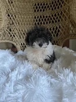 Maltipoo , a male Maltipoo for sale in Thomasville, GA – 3 of 3