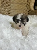 Maltipoo , a female Maltipoo for sale in Thomasville, GA – Photo 2 of 7