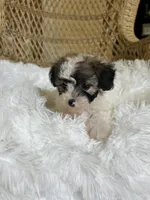 Maltipoo , a female Maltipoo for sale in Thomasville, GA – Photo 5 of 7