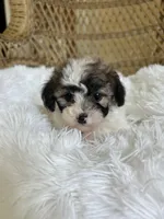 Maltipoo , a female Maltipoo for sale in Thomasville, GA – Photo 4 of 7