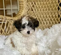 Maltipoo , a female Maltipoo for sale in Thomasville, GA – 3 of 4