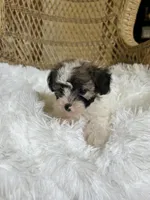 Maltipoo , a female Maltipoo for sale in Thomasville, GA – Photo 6 of 7