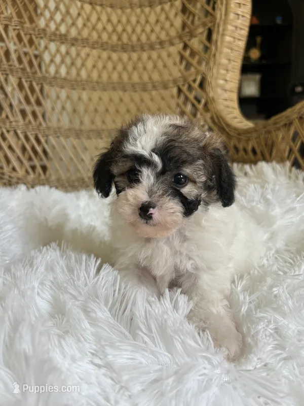 Maltipoo  – Maltipoo puppy for sale in Thomasville, GA