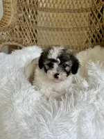 Maltipoo , a female Maltipoo for sale in Thomasville, GA – Photo 7 of 7