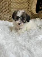 Maltipoo , a female Maltipoo for sale in Thomasville, GA – Photo 3 of 7