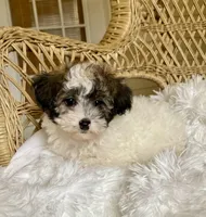 Maltipoo , a female Maltipoo for sale in Thomasville, GA – 2 of 4