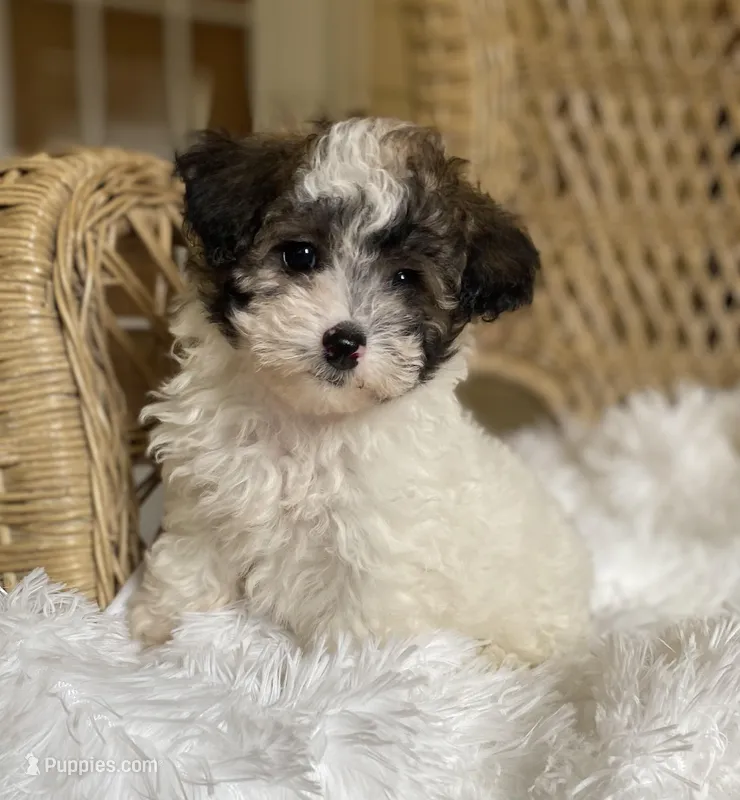 Maltipoo  – Maltipoo puppy for sale in Thomasville, GA