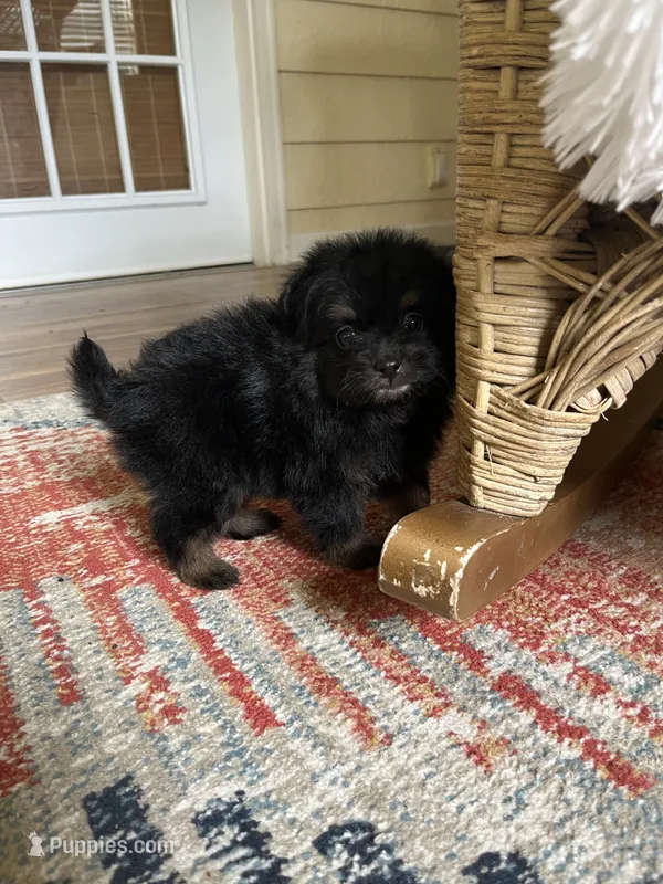 PomPoo  – Pomapoo puppy for sale in Thomasville, GA