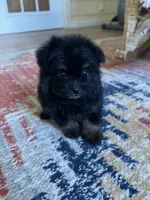 PomPoo , a male Pomapoo for sale in Thomasville, GA – 7 of 7