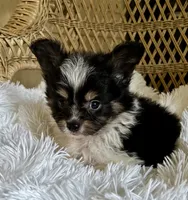 PomPoo, a male Pomapoo for sale in Thomasville, GA – 3 of 4