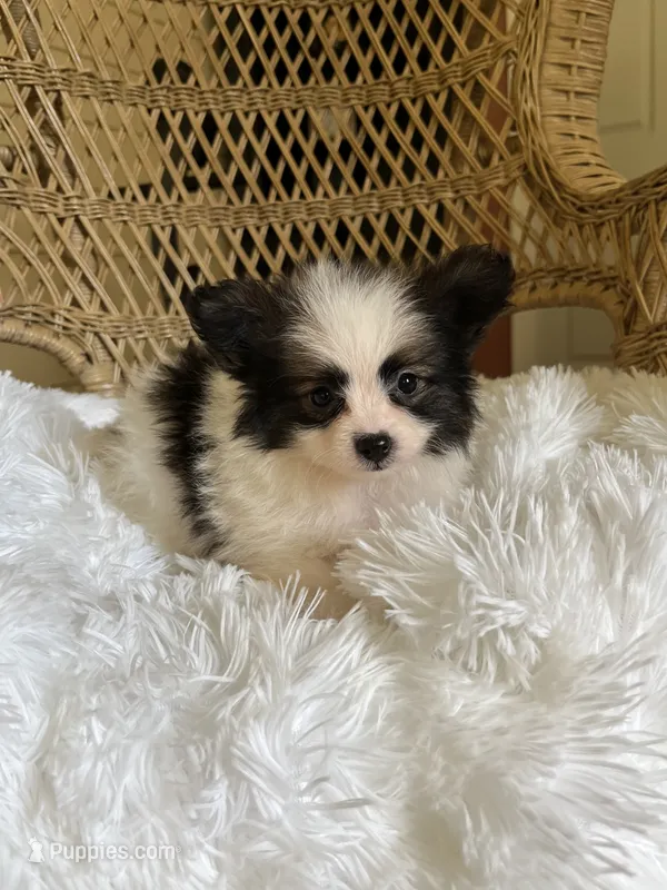 PomPoo – Pomapoo puppy for sale in Thomasville, GA