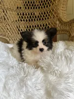 PomPoo, a female Pomapoo for sale in Thomasville, GA – 1 of 7