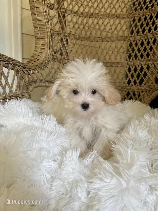 Maltipoo  – Maltipoo puppy for sale in Thomasville, GA