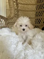 Maltipoo , a female Maltipoo for sale in Thomasville, GA – 1 of 4
