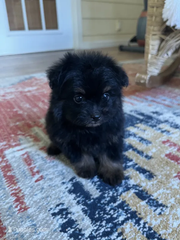 PomPoo  – Pomapoo puppy for sale in Thomasville, GA