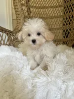 Maltipoo , a female Maltipoo for sale in Thomasville, GA – 2 of 4