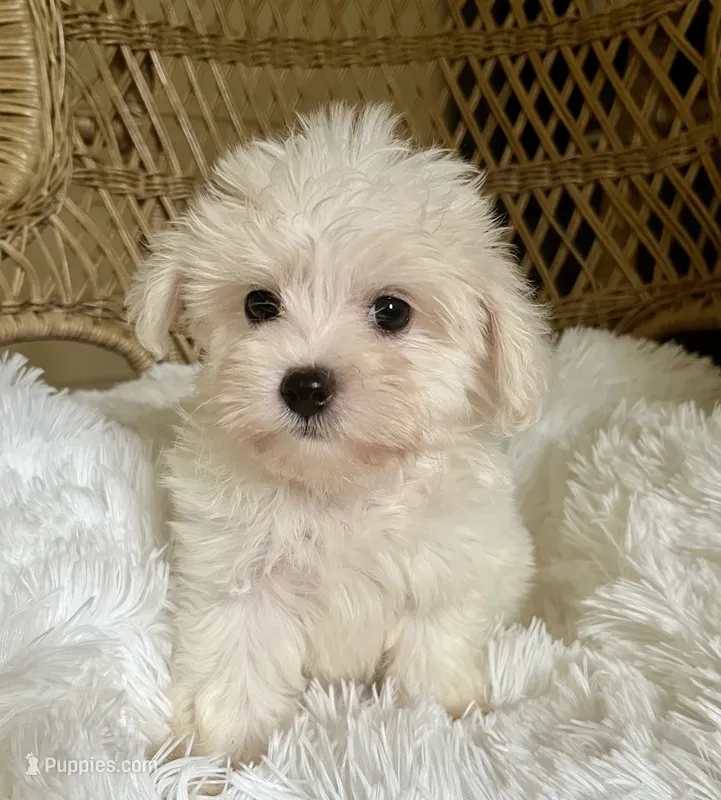 Maltipoo  – Maltipoo puppy for sale in Thomasville, GA