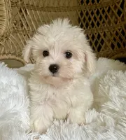 Maltipoo , a male Maltipoo for sale in Thomasville, GA – 1 of 7