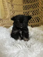 PomPoo, a female Pomapoo for sale in Thomasville, GA – 4 of 4
