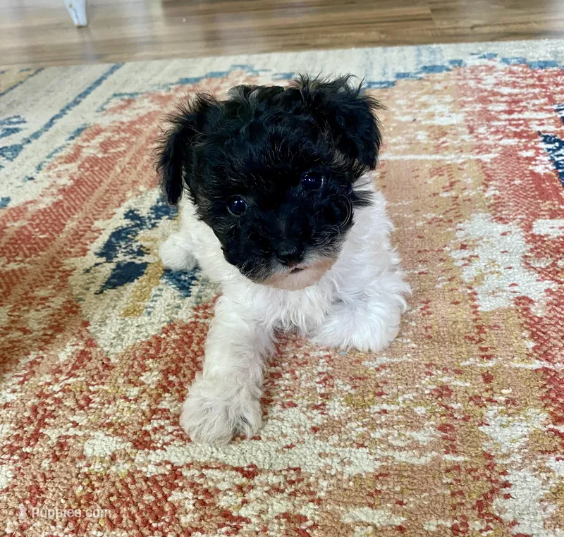 MaltiPoo – Maltipoo puppy for sale in Thomasville, GA