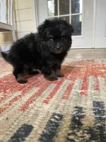 PomPoo , a male Pomapoo for sale in Thomasville, GA – 2 of 7