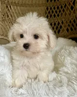 Maltipoo , a male Maltipoo for sale in Thomasville, GA – 7 of 7