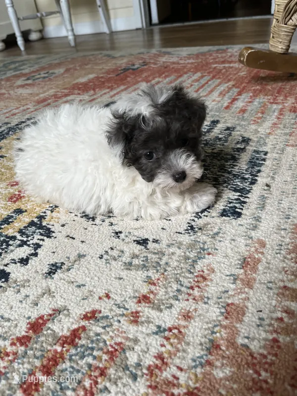 Maltipoo  – Maltipoo puppy for sale in Thomasville, GA