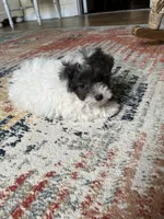 Maltipoo , a male Maltipoo for sale in Thomasville, GA – 1 of 3