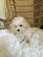 Maltipoo , a female Maltipoo for sale in Thomasville, GA – 4 of 4