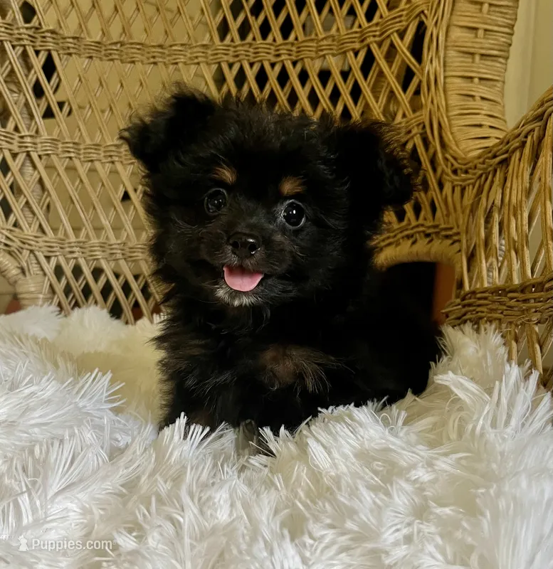 PomPoo  – Pomapoo puppy for sale in Thomasville, GA