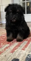 PomPoo , a male Pomapoo for sale in Thomasville, GA – 3 of 7
