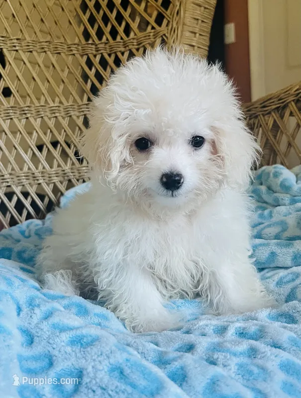 Maltipoo  – Maltipoo puppy for sale in Thomasville, GA