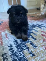PomPoo , a male Pomapoo for sale in Thomasville, GA – 6 of 7