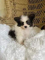 PomPoo, a female Pomapoo for sale in Thomasville, GA – 2 of 7