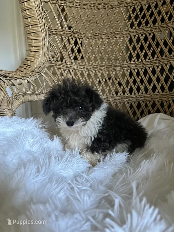 Maltipoo  – Maltipoo puppy for sale in Thomasville, GA