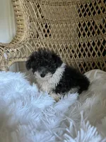 Maltipoo , a male Maltipoo for sale in Thomasville, GA – 1 of 3