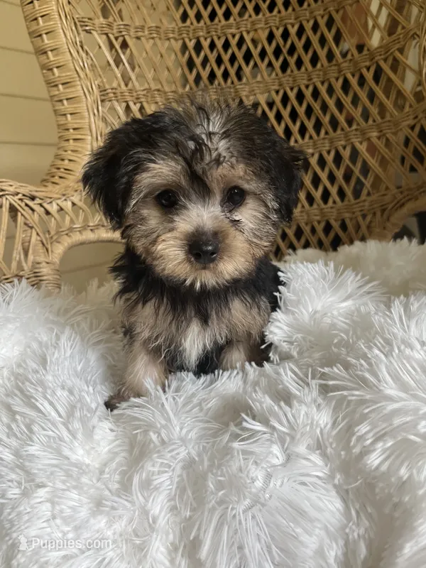 Yorkshire Terrier  – Yorkshire Terrier puppy for sale in Thomasville, GA