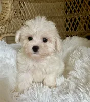 Maltipoo , a male Maltipoo for sale in Thomasville, GA – 6 of 7