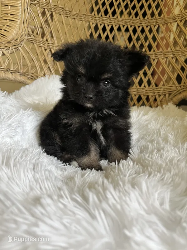 PomPoo – Pomapoo puppy on hold in Thomasville, GA