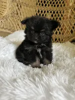 PomPoo, a female Pomapoo for sale in Thomasville, GA – 1 of 4