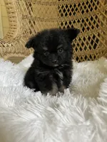 PomPoo, a female Pomapoo for sale in Thomasville, GA – 3 of 4
